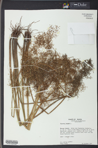 Cyperus haspan image