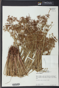 Cyperus haspan image