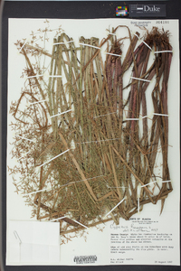 Cyperus haspan image