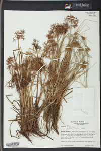 Cyperus haspan image