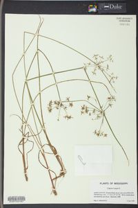 Cyperus haspan image