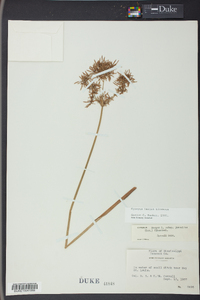 Cyperus haspan image