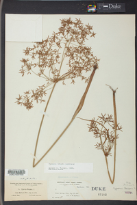 Cyperus haspan image