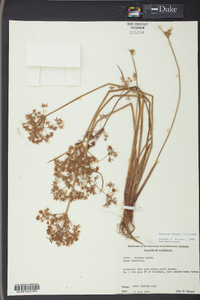 Cyperus haspan image