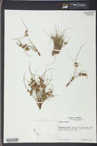 Cyperus squarrosus image