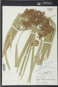 Cyperus involucratus image