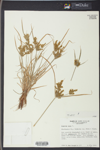 Cyperus iria image