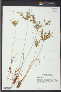 Cyperus iria image