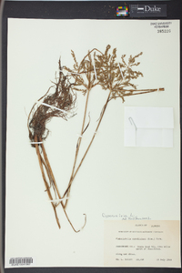 Cyperus iria image