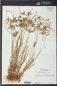 Cyperus iria image