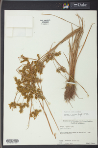 Cyperus iria image