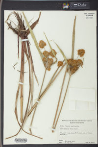 Cyperus cephalanthus image