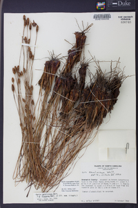 Xyris caroliniana image