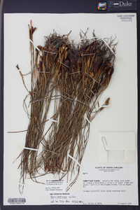 Xyris caroliniana image