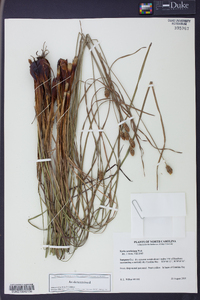 Xyris caroliniana image