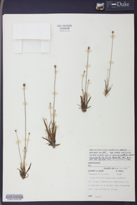 Xyris difformis var. curtissii image