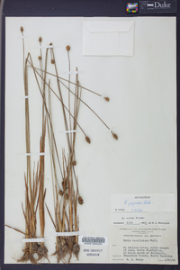 Xyris jupicai image