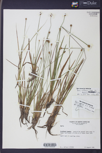 Xyris jupicai image
