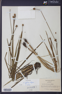 Xyris difformis image