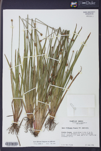 Xyris difformis image