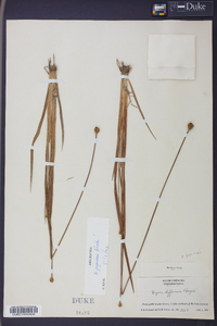 Xyris jupicai image