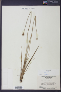 Xyris jupicai image