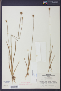 Xyris jupicai image