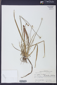 Xyris jupicai image