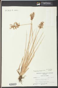 Fimbristylis miliacea image