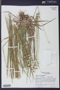 Eriocaulon decangulare image