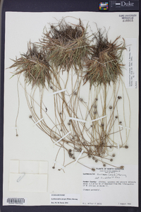 Lachnocaulon anceps image