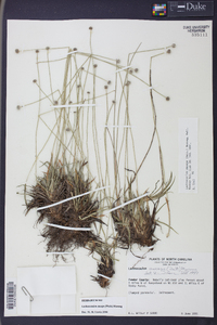 Lachnocaulon anceps image