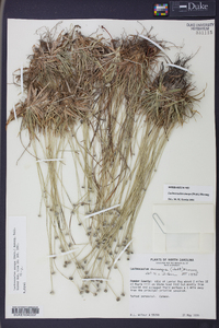 Lachnocaulon anceps image