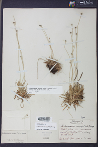 Lachnocaulon anceps image