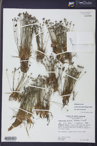 Lachnocaulon minus image