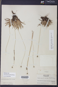 Lachnocaulon anceps image