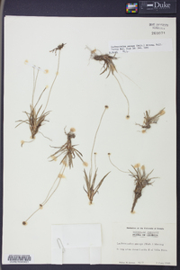 Lachnocaulon anceps image