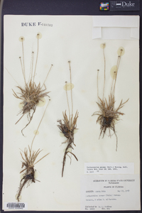 Lachnocaulon anceps image