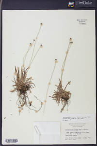 Lachnocaulon anceps image