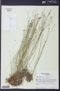 Lachnocaulon anceps image