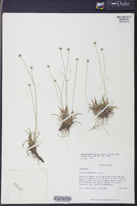 Lachnocaulon anceps image