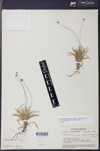 Lachnocaulon anceps image