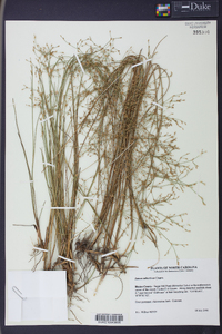 Juncus abortivus image