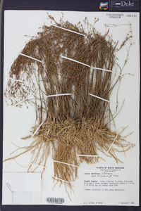 Juncus abortivus image