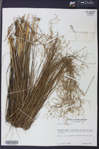 Juncus abortivus image