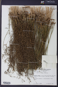 Juncus abortivus image