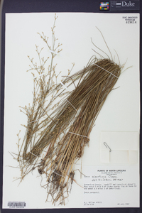 Juncus abortivus image