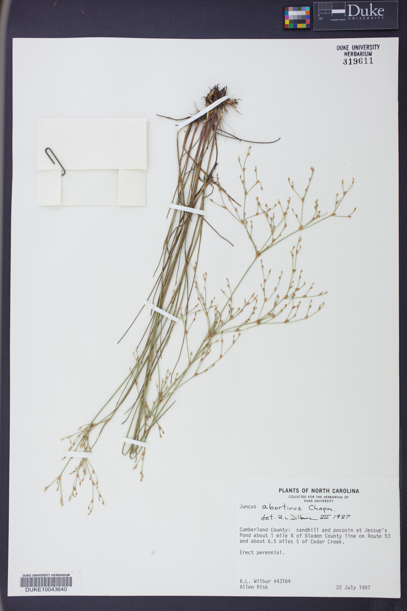 Juncus abortivus image