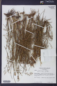 Juncus abortivus image