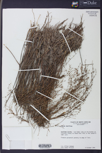 Juncus abortivus image